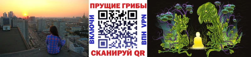 купить наркоту  Сосновый Бор  OMG рабочий сайт  Галлюциногенные грибы Cubensis 